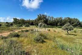 Rustic plot of 9,200m² with 2 wells and natural shade just 5 minutes from Mérida – Unique opportunity in the Venero Industrial Estate
