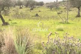 Rustic plot of 9,200m² with 2 wells and natural shade just 5 minutes from Mérida – Unique opportunity in the Venero Industrial Estate