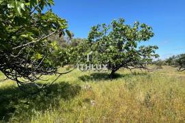 Rustic plot of 9,200m² with 2 wells and natural shade just 5 minutes from Mérida – Unique opportunity in the Venero Industrial Estate