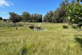 Rustic plot of 9,200m² with 2 wells and natural shade just 5 minutes from Mérida – Unique opportunity in the Venero Industrial Estate