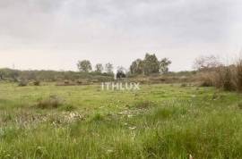 Rustic plot of 9,200m² with 2 wells and natural shade just 5 minutes from Mérida – Unique opportunity in the Venero Industrial Estate