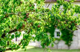 Luxury La Soliniere Estate & Gite Complex For Sale In Charente Deux Sevres