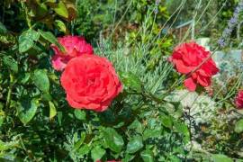 Luxury 3 Bed Home For sale in Neos Voutzas Attica