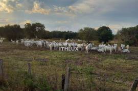 Agroindustrial Mega Property with 1 Billion m² and International Transaction | Cocalinho, Mato Grosso Agroindustrial Mega Property with 1 Billion m² and International Transaction | Cocalinho, Mato Grosso