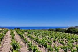 Vigna vista mare – Sorso – Sardegna