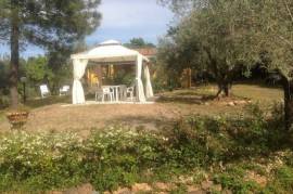 Country home with olive grove, fruit trees and small independent annex