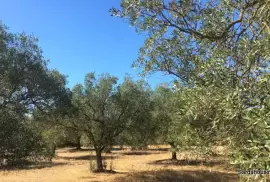 Oliveto in produzione a soleminis, Sardegna