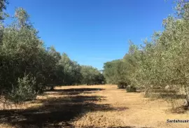 Producing olive grove in Soleminis, Sardinia