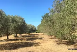 Oliveto in produzione a soleminis, Sardegna