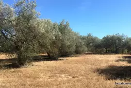 Producing olive grove in Soleminis, Sardinia