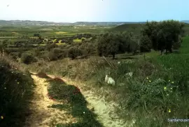Oliveto a Villanovafranca, Sardegna