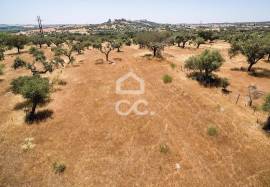 Land of 8000 m2, with project for housing | Terena