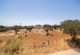 Land of 8000 m2, with project for housing | Terena