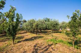 Agricultural 8200 sq.m for sale