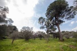 Agricultural 18508 sq.m for sale Agricultural 18508 sq.m for sale