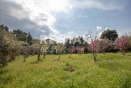 Agricultural 18508 sq.m for sale Agricultural 18508 sq.m for sale