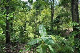 Tropical Forest Land