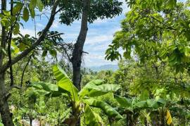 Tropical Forest Land