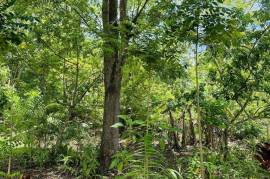 Tropical Forest Land