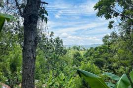 Tropical Forest Land