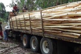 Forestry Farming - Acacia Tree Farm In Rio San Juan