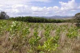 Forestry Farming - Acacia Tree Farm In Rio San Juan