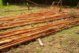 Forestry Farming - Acacia Tree Farm In Rio San Juan