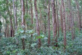 Forestry Farming - Acacia Tree Farm In Rio San Juan