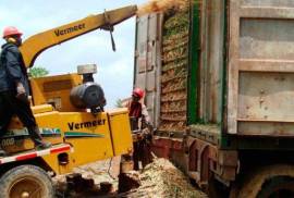 Forestry Farming - Acacia Tree Farm In Rio San Juan