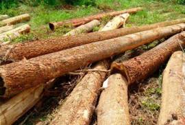 Forestry Farming - Acacia Tree Farm In Rio San Juan