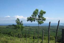 Dairy And Crop Farm For Sale In Puerto Plata