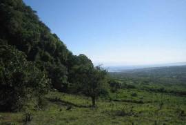 Dairy And Crop Farm For Sale In Puerto Plata