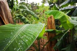 Permaculture Model Developed Farm