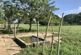 Dominican Republic Cattle Farm