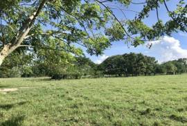 Dominican Republic Cattle Farm