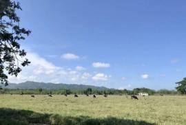 Dominican Republic Cattle Farm