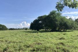 Dominican Republic Cattle Farm
