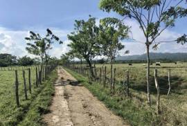 Dominican Republic Cattle Farm