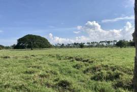 Dominican Republic Cattle Farm