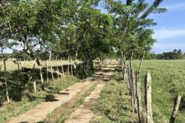 Dominican Republic Cattle Farm