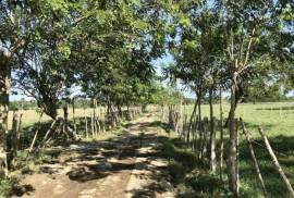 Dominican Republic Cattle Farm