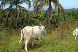 Amazing Caribbean Farmland Of 140 Acres