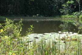 Amazing Caribbean Farmland Of 140 Acres