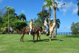 Amazing Caribbean Farmland Of 140 Acres