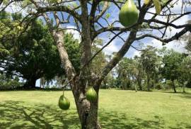 Amazing Caribbean Farmland Of 140 Acres