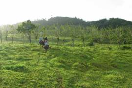 Amazing Caribbean Farmland Of 140 Acres