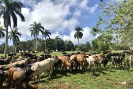 Amazing Caribbean Farmland Of 140 Acres