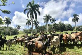 Amazing Caribbean Farmland Of 140 Acres