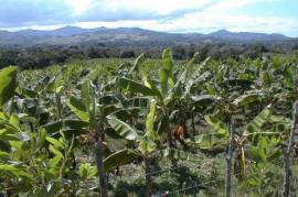 Wonderful Acacia Tree Farm In Rio San Juan