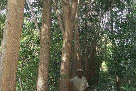 Wonderful Acacia Tree Farm In Rio San Juan